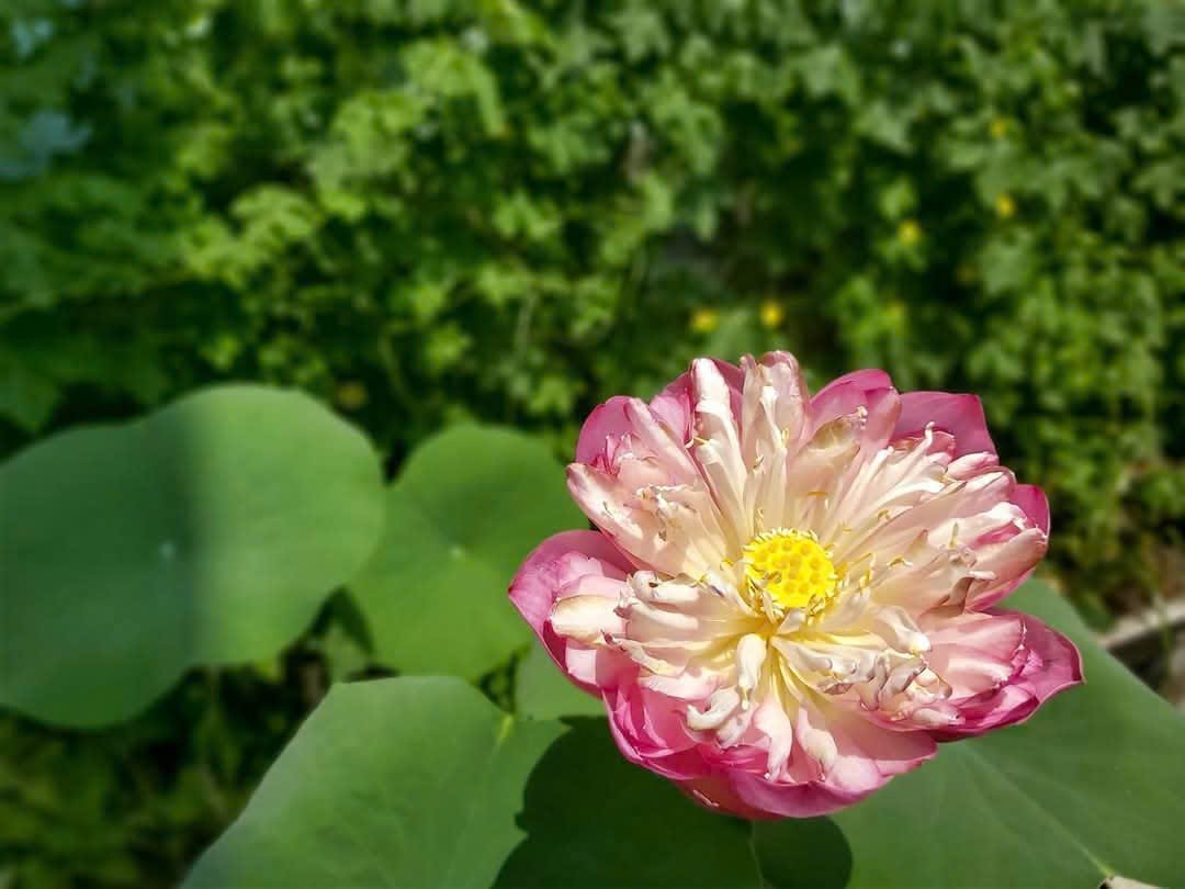 Rằm – 15 ÂL – Hương Nhẹ, Chuông Vang, Lòng Dịu